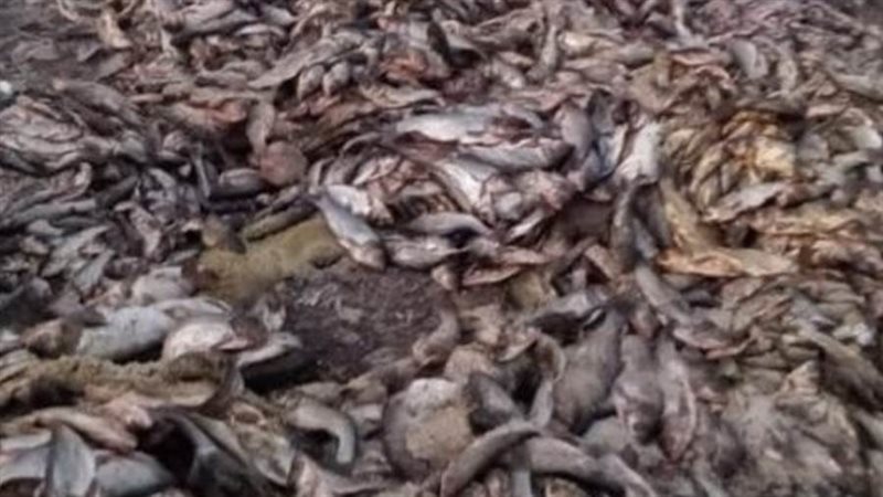 إعدام 6 أطنان أسماك