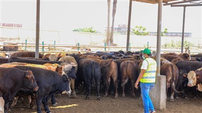 الغربية: انطلاق حملة صكوك الأضاحي 2024 بالتقسيط