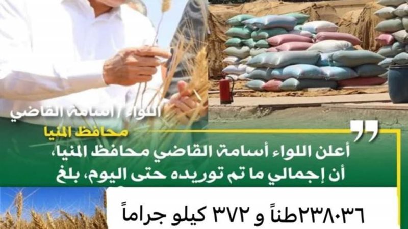 توريد القمح بالمنيا