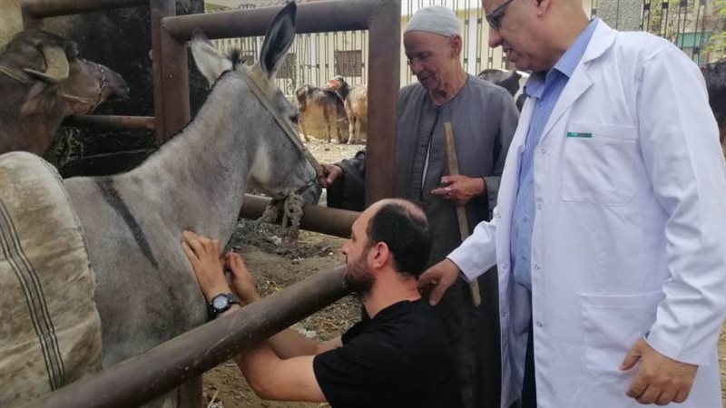 فعاليات القافلة البيطرية