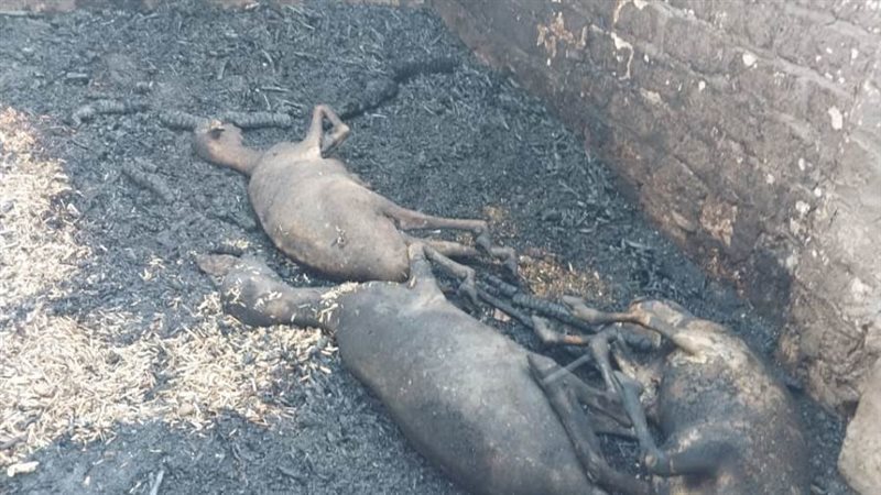 نفوق 17 رأس من الأغنام