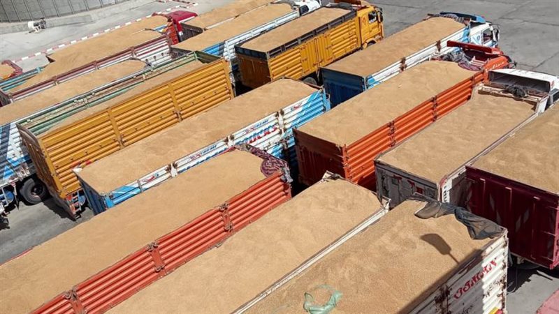 توريد القمح