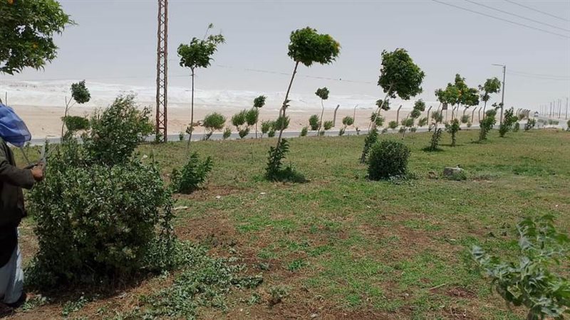 زراعة أشجار مثمرة