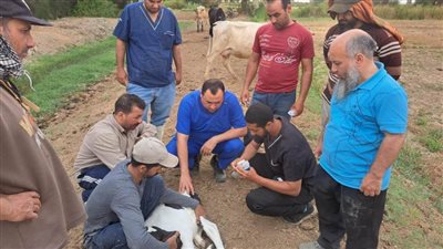بحوث الصحراء ينظم قافلة بيطرية مجانية بمدينة الفرافرة بالوادي الجديد