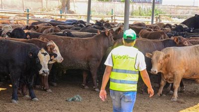 طرح صك الأضحية بقسط شهرى 540 جنيهًا لزيادة أعداد المستفيدين ببني سويف