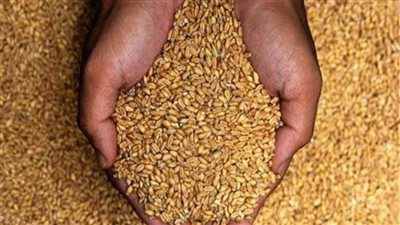 شون وصوامع المنيا تواصل استقبال القمح وتوريد 271 ألف طن منذ بدء الموسم