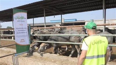  إطلاق صك الأضحية بالتعاون مع الأورمان بأسوان 