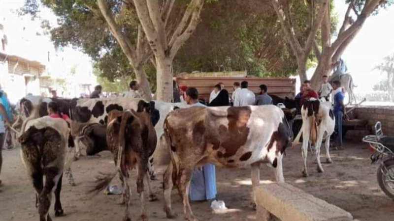 قافلة بيطرية