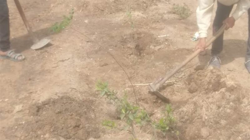 زراعة أشجار مثمرة