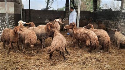 علاج 36 ألفًا و 149 رأس ماشية وتنظيم 72 ندوة وتوعية إرشادية 