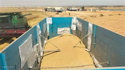 محافظ الإسماعيلية يعلن ارتفاع حصيلة توريد القمح لهذا الموسم ٢٠٢٤ 