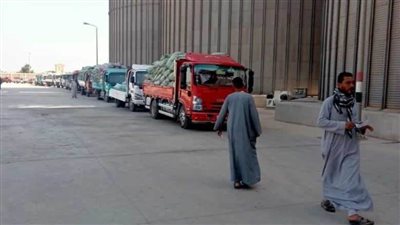شون وصوامع المنيا تواصل استقبال القمح وتوريد 307 آلاف طن منذ بدء الموسم