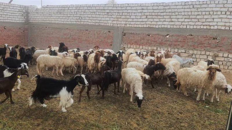 جانب من اضاحي جامعة