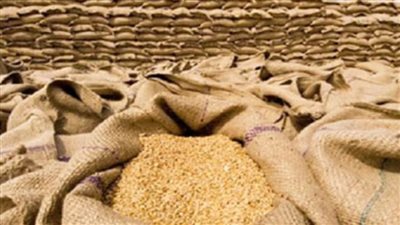 توريد 601251 طنًا من الأقماح المحلية للصوامع والشون بالشرقية 