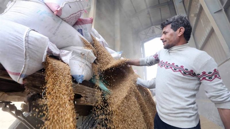 توريد قمح بصوامع