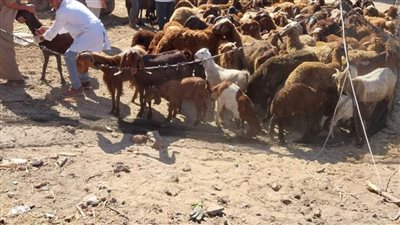 بالصور.. علاج 3016 رأس ماشية خلال قافلة بيطرية في مركز بسيون