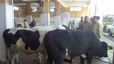 الوادي الجديد تحذر من ذبح الأضاحي بالشوارع وتفتح المجازر مجانًا للمواطنين