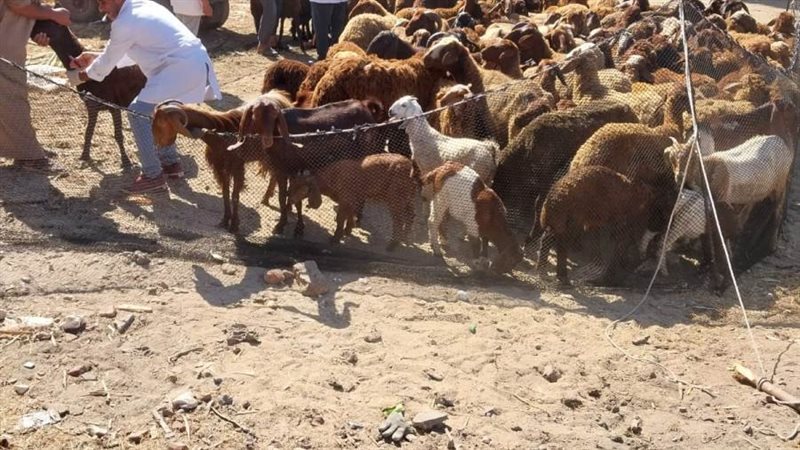 جانب من فعاليات القافلة