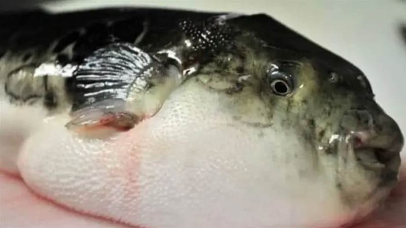 سمكة الأرنب السامة