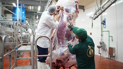 ذبح 1000 عجل بلدي في إطار مبادرة «فطارك معانا.. يوم عرفة»