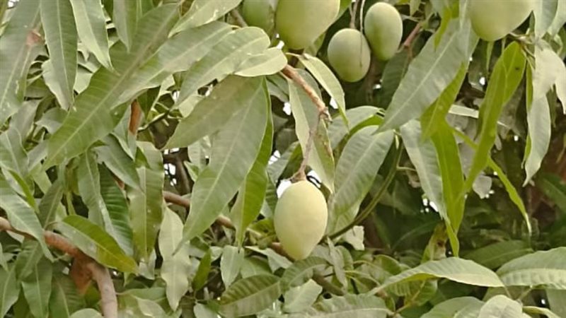 اشجار المانجو