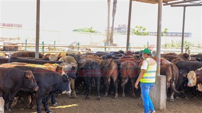 استهداف 80 قرية بكفر الشيخ خلال عيد الأضحى المبارك