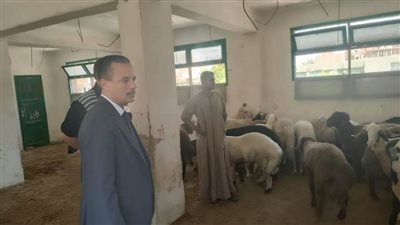 زراعة البحر الأحمر توفر خراف الأضاحي بسعر 205 الكيلو قائم (صور)