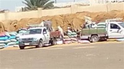 توريد 183ألف طن قمح للشون والصوامع في بني سويف
