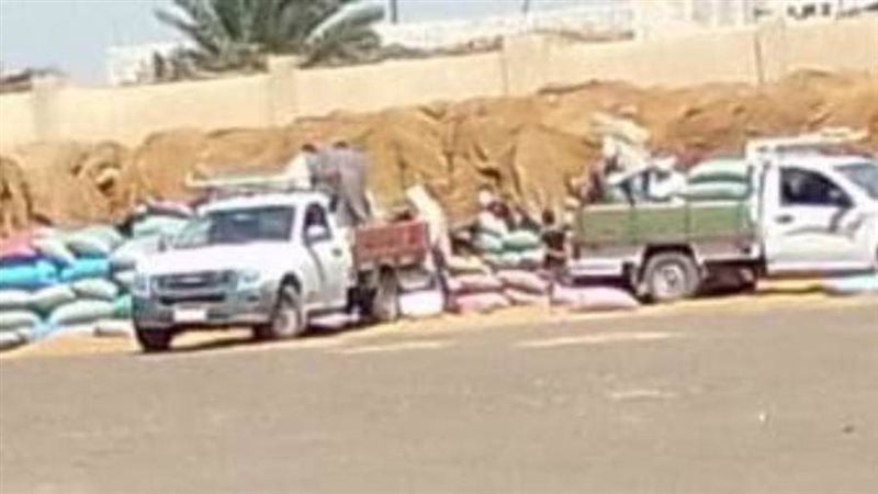 توريد القمح ببنى