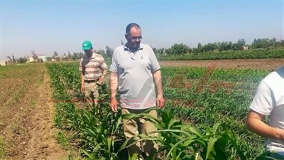فحوصات المحاصيل الصيفية وندوات توعوية للمزارعين بكفر الشيخ