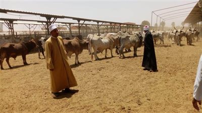 بدء طرح خراف وعجول بلدية حية للمواطنين بأسعار مناسبة بأسوان 