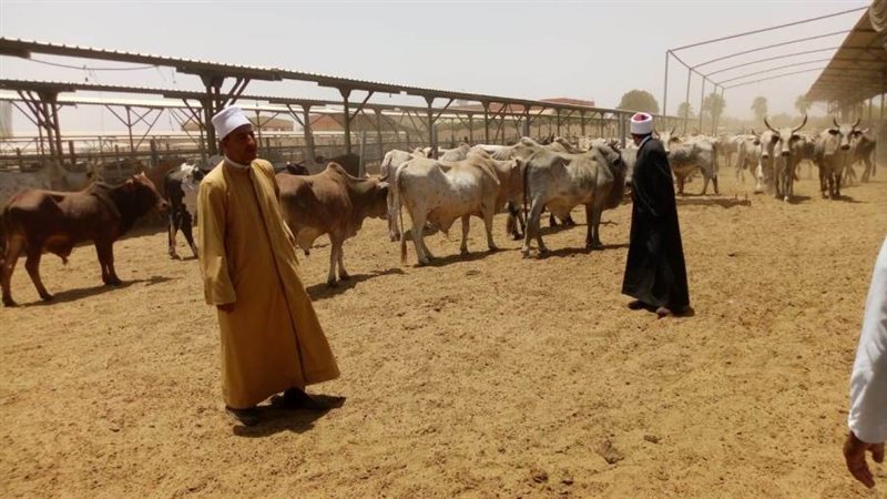 محافظة أسوان