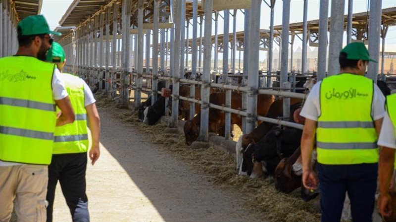 تجهيز الماشية بالغربية