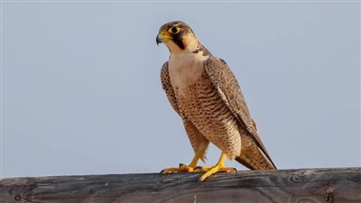 ماذا لو اختفى شاهين من سماء العالم؟