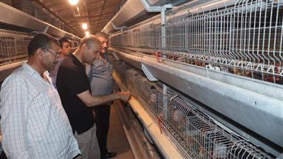 سكرتير بني سويف يتفقد انتظام سير العمل بمشروعات الدواجن المركزية شرق النيل