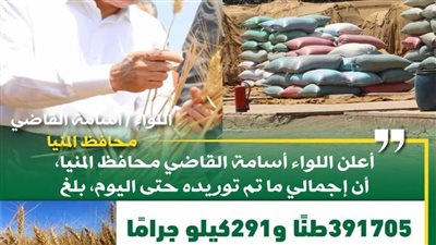 توريد 391 ألف طن قمح بشون وصوامع المنيا