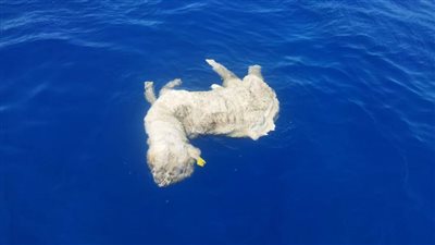 عاجل..وزيرة البيئة: اجراءات قانونية ضد سفن القت خراف نافقة بشعاب أبونحاس