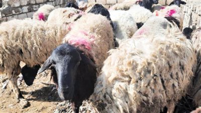 «بلفيا» و«قمبش الحمراء» الأكبر.. والشراكات «كلمة السر»