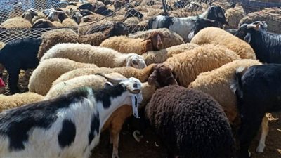 طوارئ لمتابعة ذبح الأضاحى ومواجهة التعديات