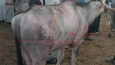 بالأرقام.. تعرف على أسعار الأضاحي بأسواق المواشي في كفر الشيخ