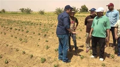 لأول مرة.. زراعة محصول القطن جنوب الوادي الجديد