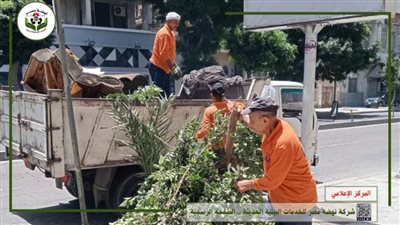 عاجل.. محافظة الاسكندرية تكشف حقيقة مذبحة الأشجار