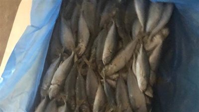 قبل بيعها في العيد..ضبط 7,625طن أسماك فاسدة ودواجن وهياكل غير صالحة للاستهلاك الآدمي