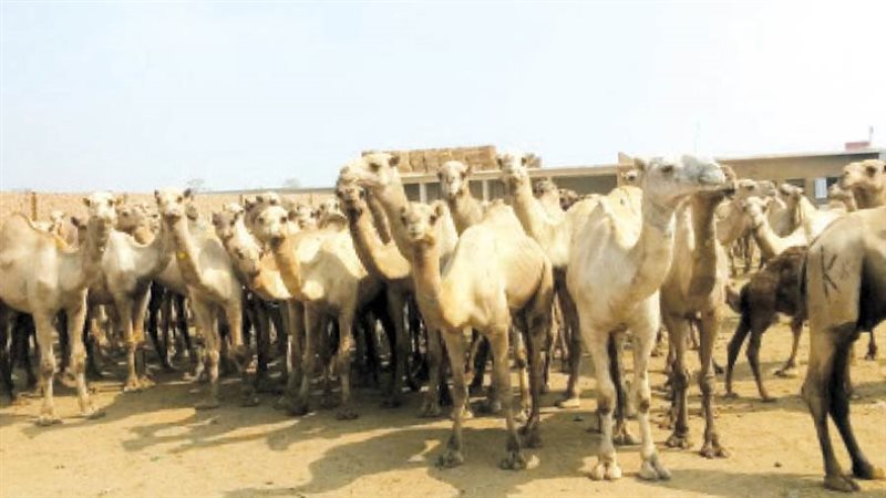 إحدى الأسواق الكبرى