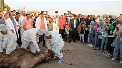 محافظ الوادي الجديد يشهد نحر أضحية العيد مع المواطنين