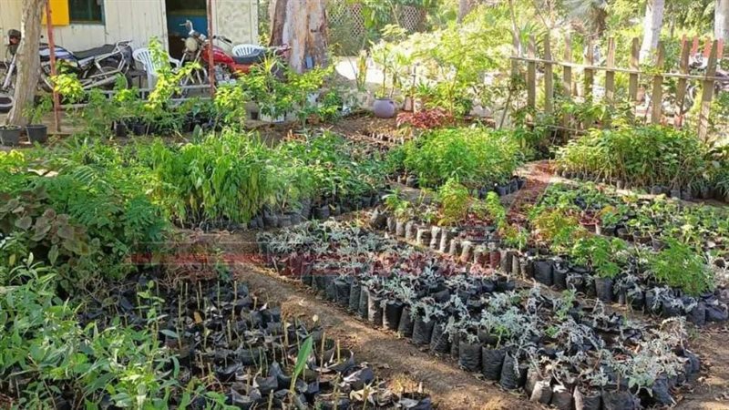 زراعة الأشجار