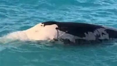 بيان هام من وزارة البيئة بشأن حادث نفوق حوت بالساحل الشمالى 