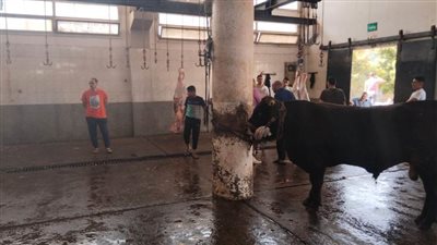 بيطري البحيرة.. الإشراف على ذبح 860 رأس ماشية بمجازر البحيرة خلال إجازة عيد الأضحى.. «صور»