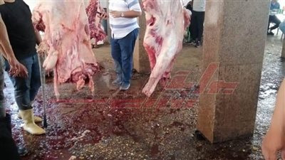 استمرار تشغيل المجازر لذبح الأضاحي للمواطنين بالمجان بكفر الشيخ