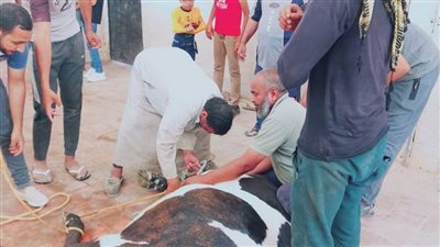520 أضحية استقبلتها مجازر الوادي الجديد خلال العيد